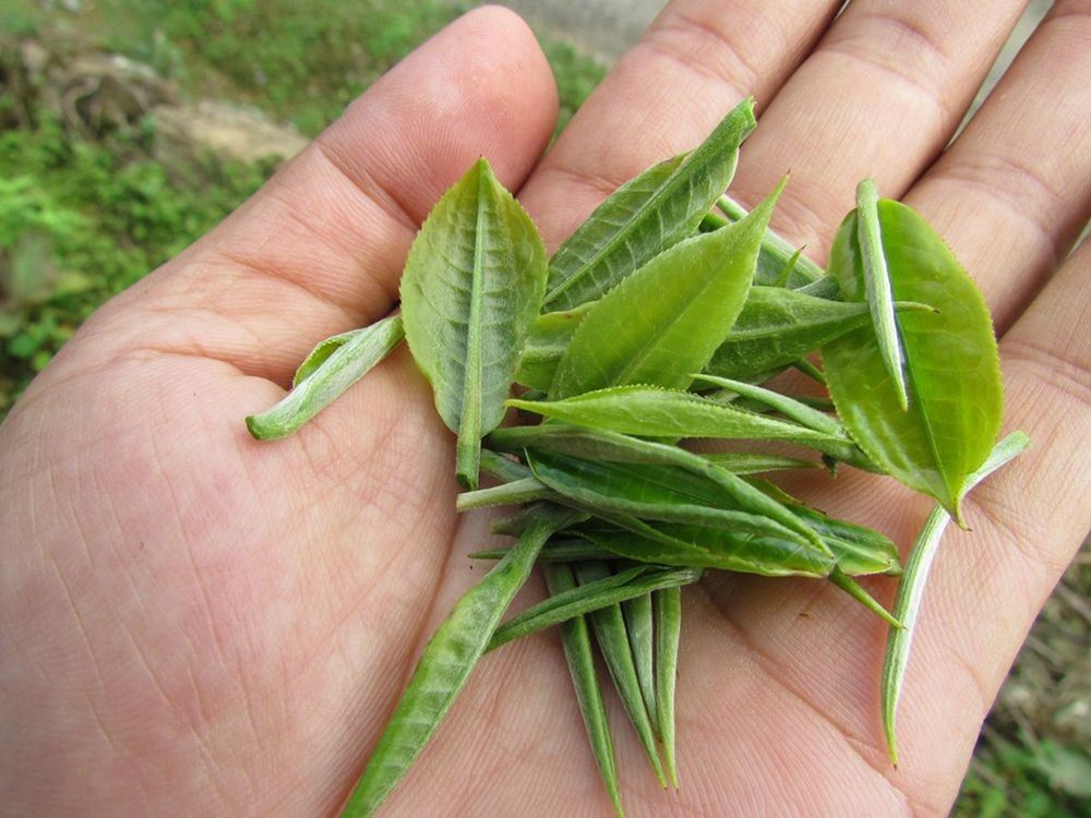 Búp chè tươi non hái trên tay